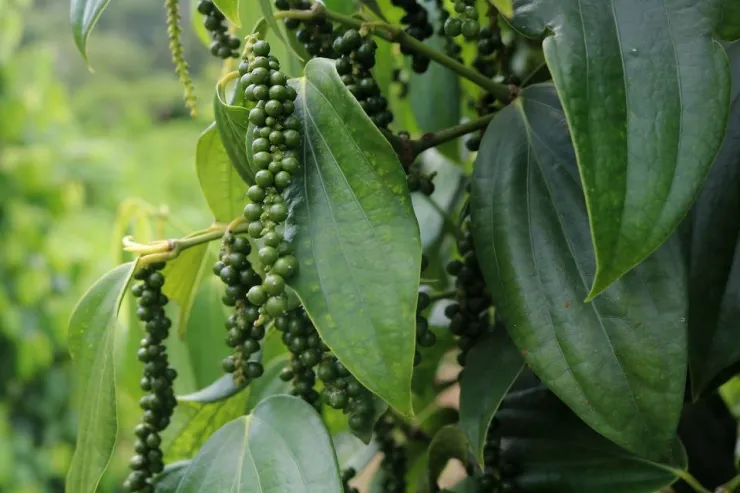 black pepper plant
